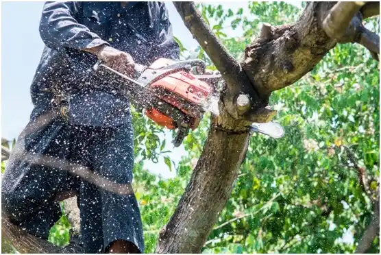 tree services Levittown